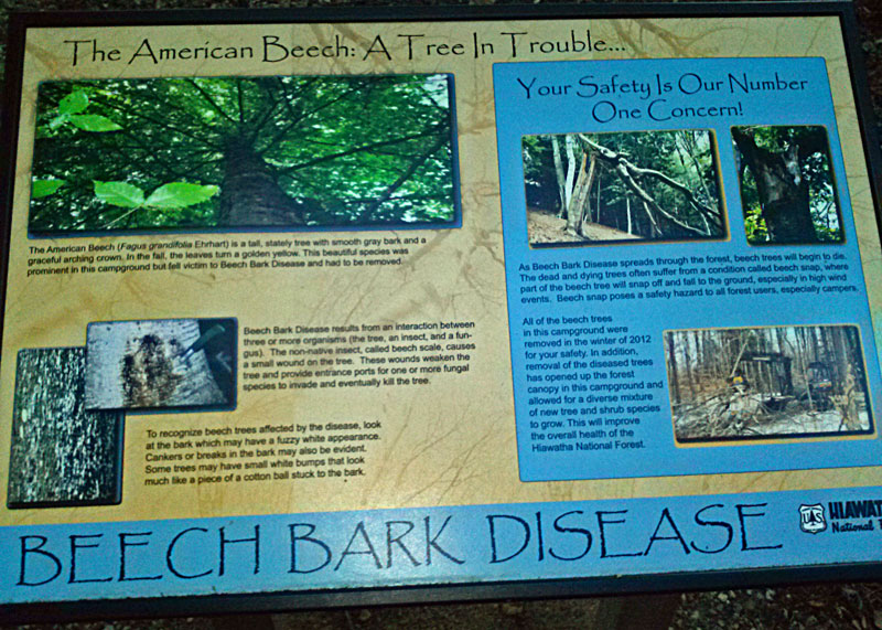 beech bark disease